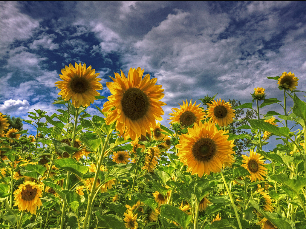 Wallpaper Sunflower Field HD Background Desktop