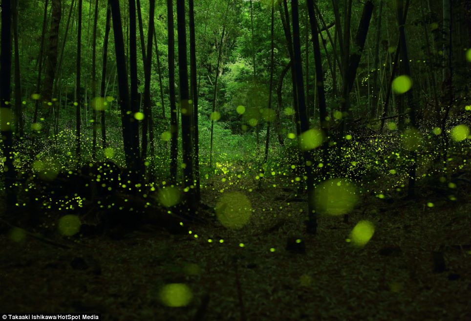 Glow From The Insects Help To Give Impression Of A Fairy Tale Land