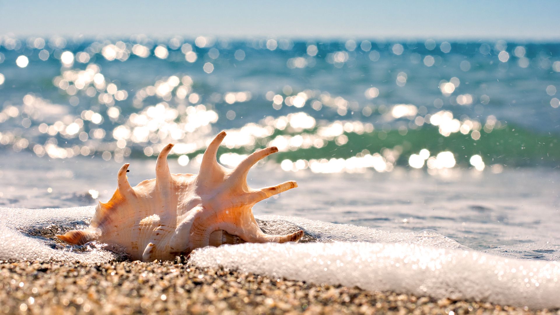 Seashells On The Beach Wallpaper