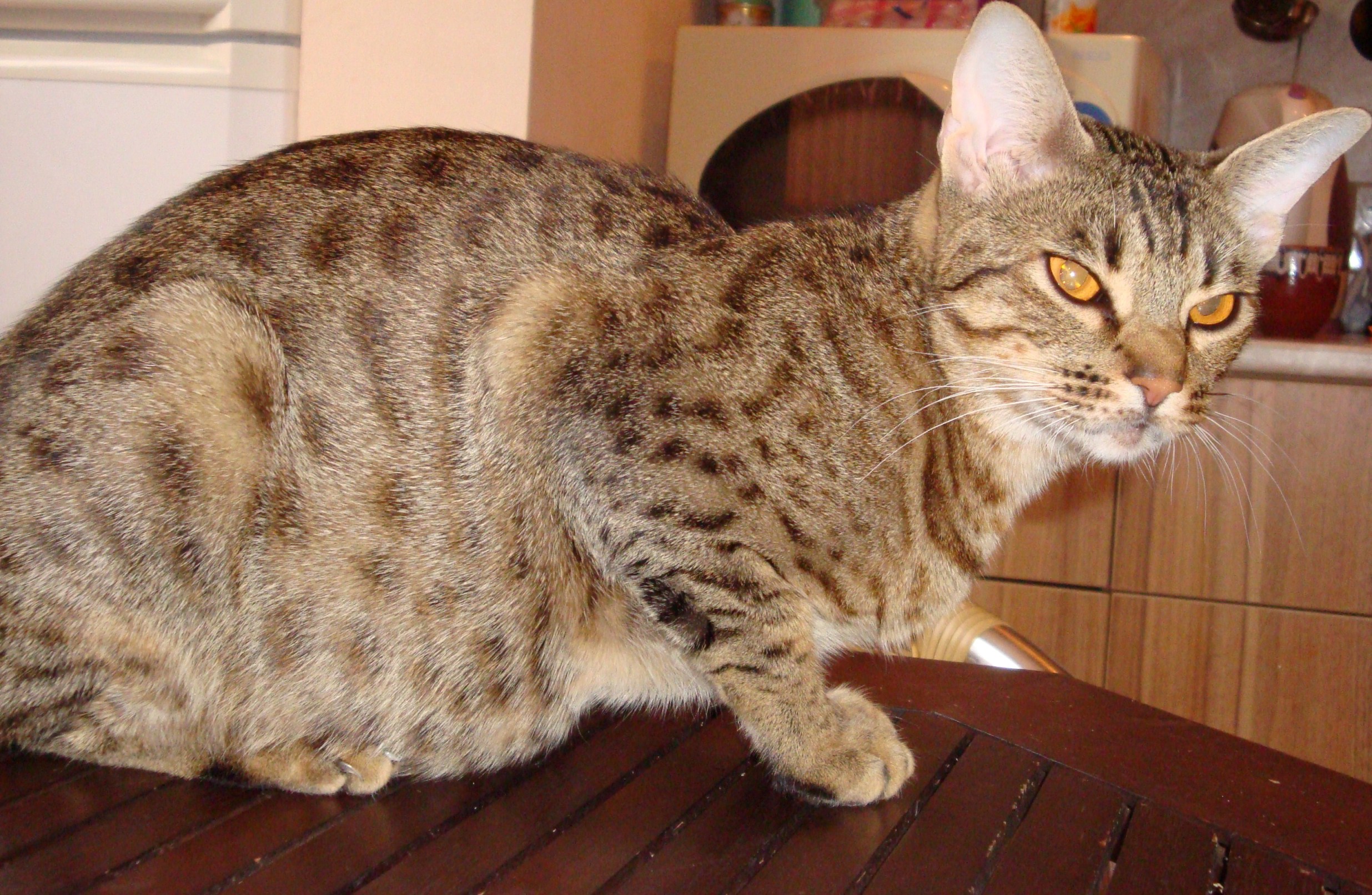 Ocicat Cat On The Table Photo And Wallpaper Beautiful