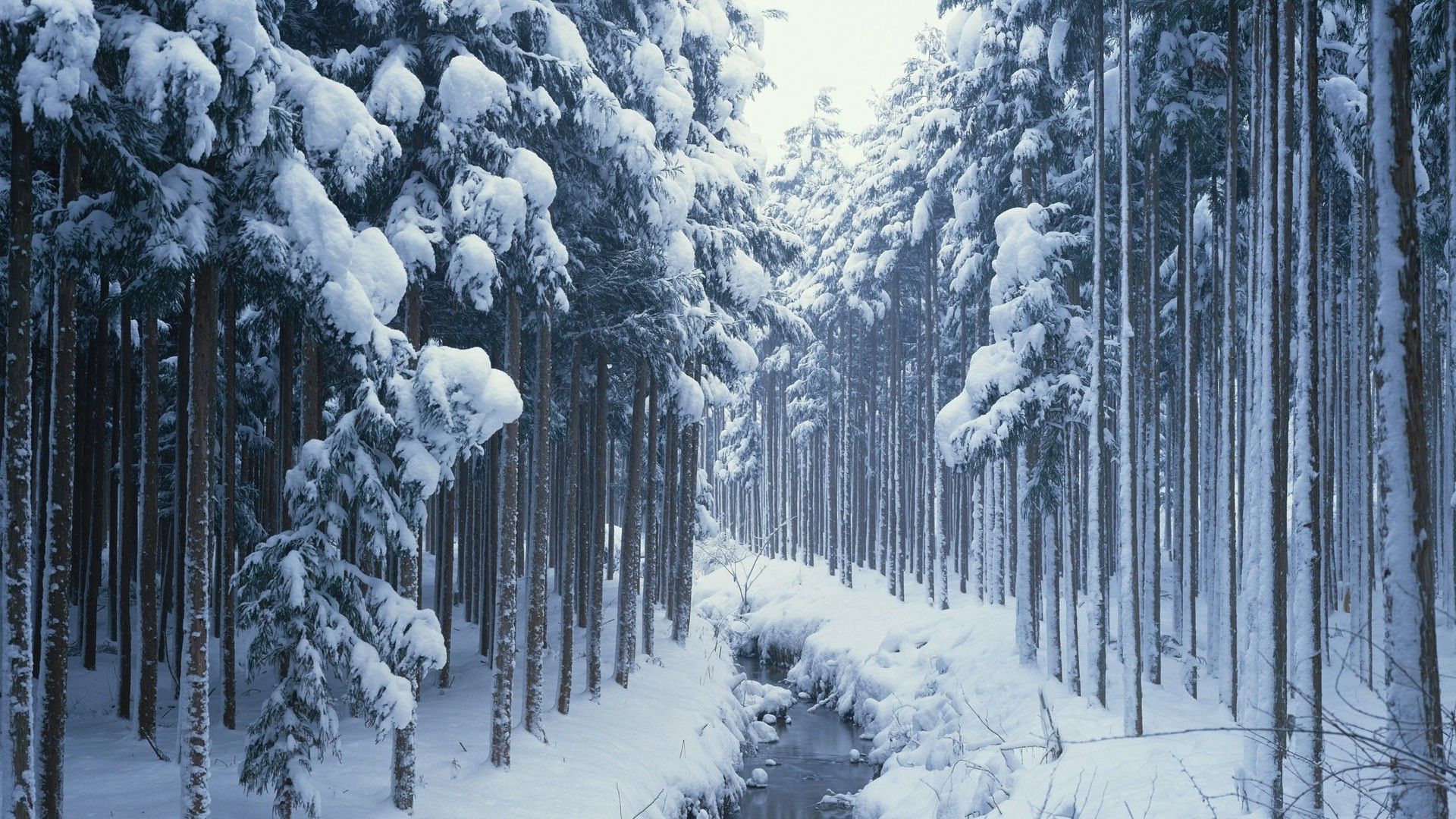 Stream In The Winter Woods Wallpaper