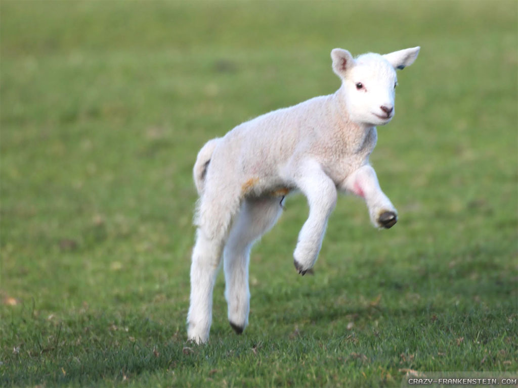Wallpaper Joyful Spring Lambs