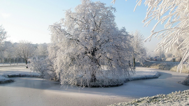 Wallpaper Tree Hoarfrost Pond Frozen Ice Surface Winter Willow
