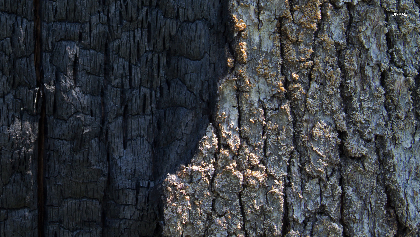 Half Burned Tree Bark Wallpaper Photography