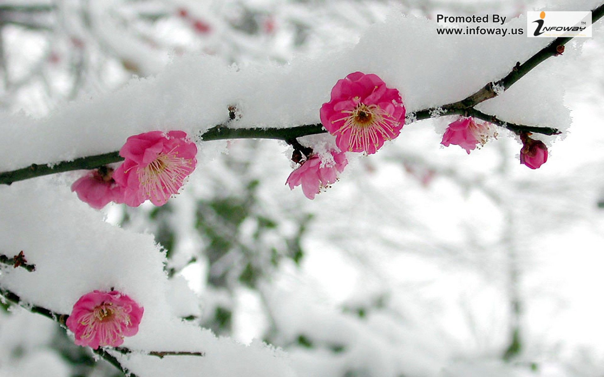 Japan Snow Cherry Blossoms Flowers Pink Fresh New HD Wallpaper