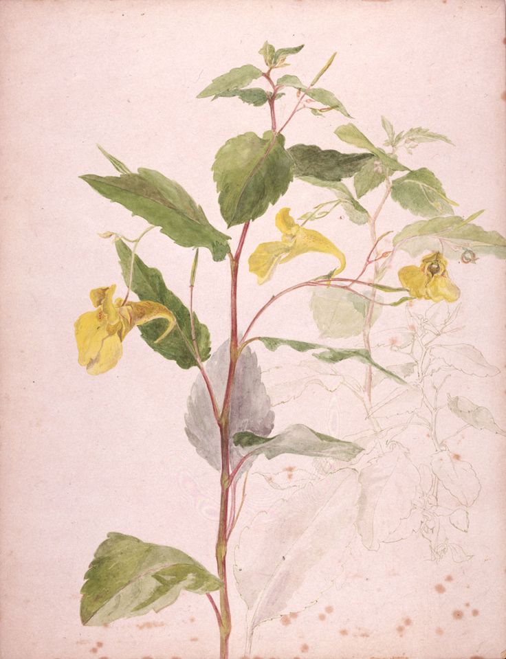 Beatrix Potter Botanical Drawings Wild Yellow Balsam