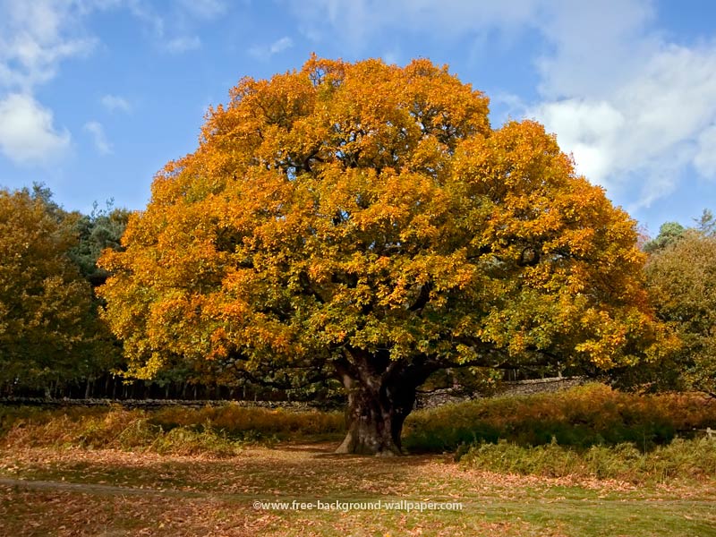 Desktop Background Of An Oak Tree With Golden Leaves In The Autumn