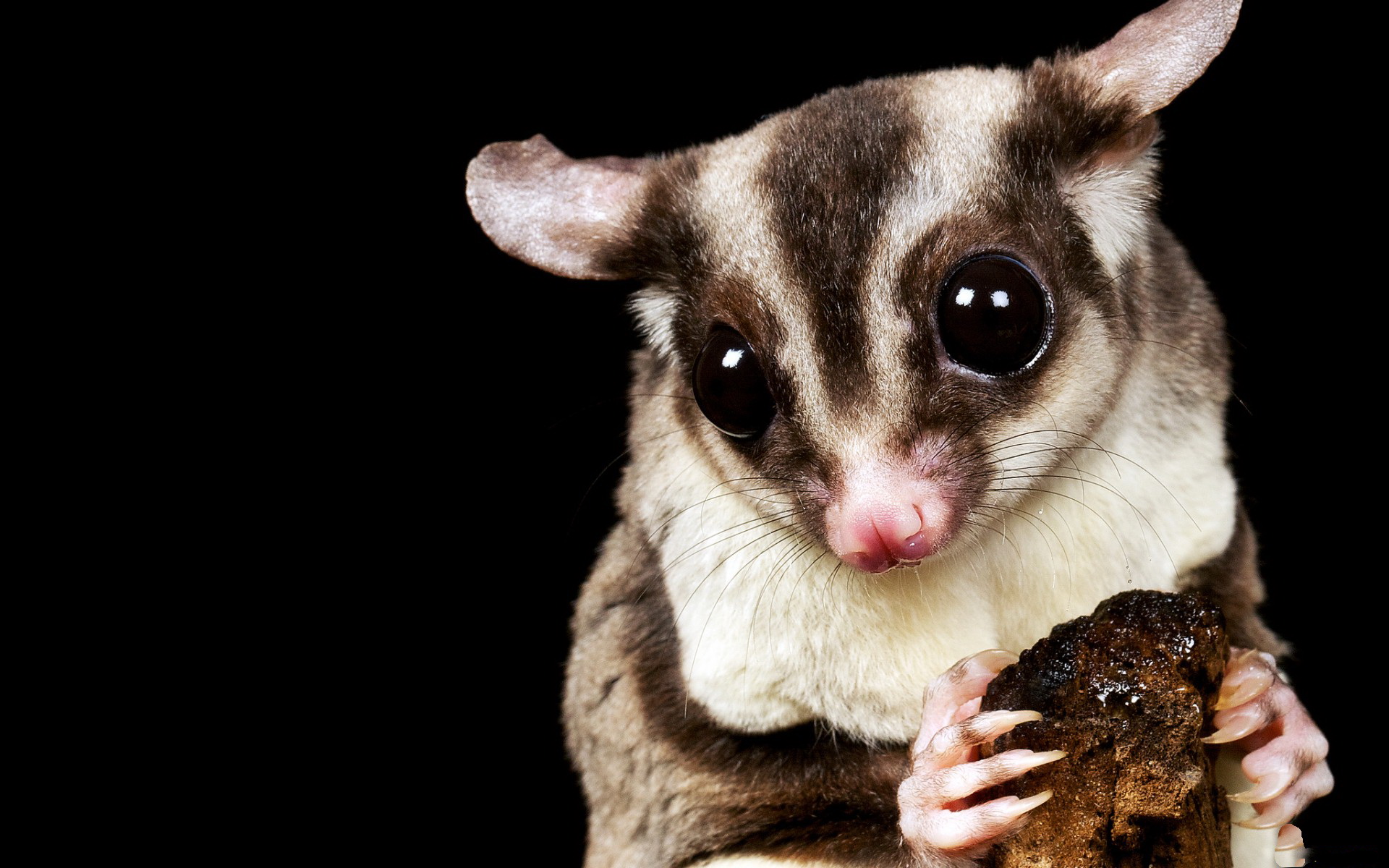 Sugar Glider Full HD Wallpaper And Background