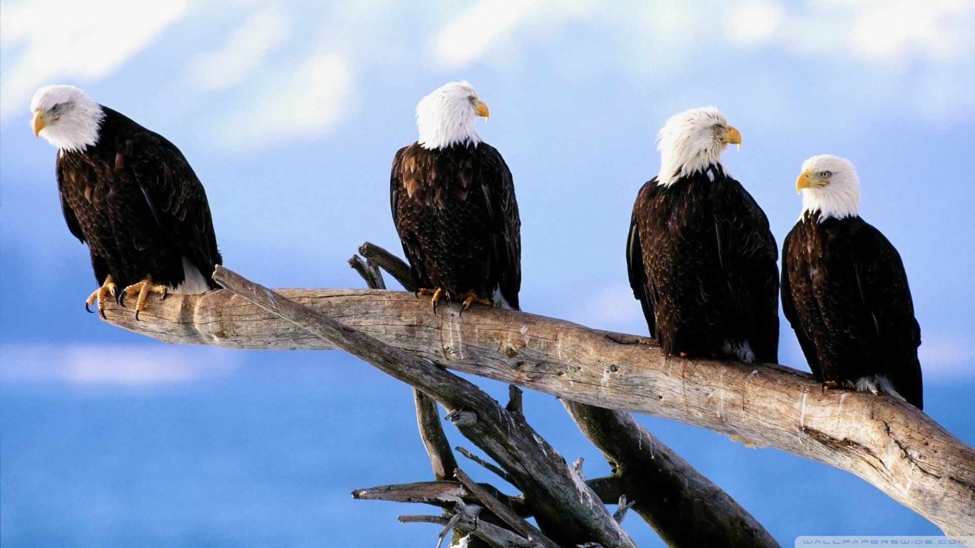 And Bald Eagles Wallpaper Wild