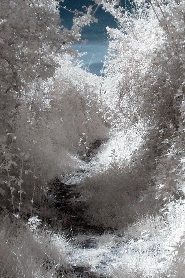 White Wood Mountain Tree Snow Winter Nature iPhone 4s wallpaper
