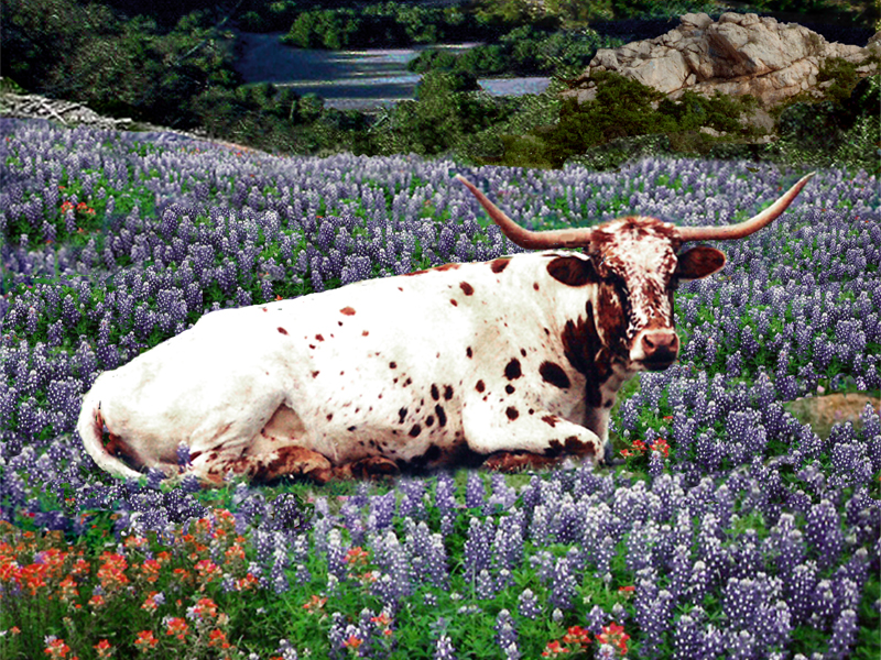 Texas Longhorns Screensavers for Pinterest