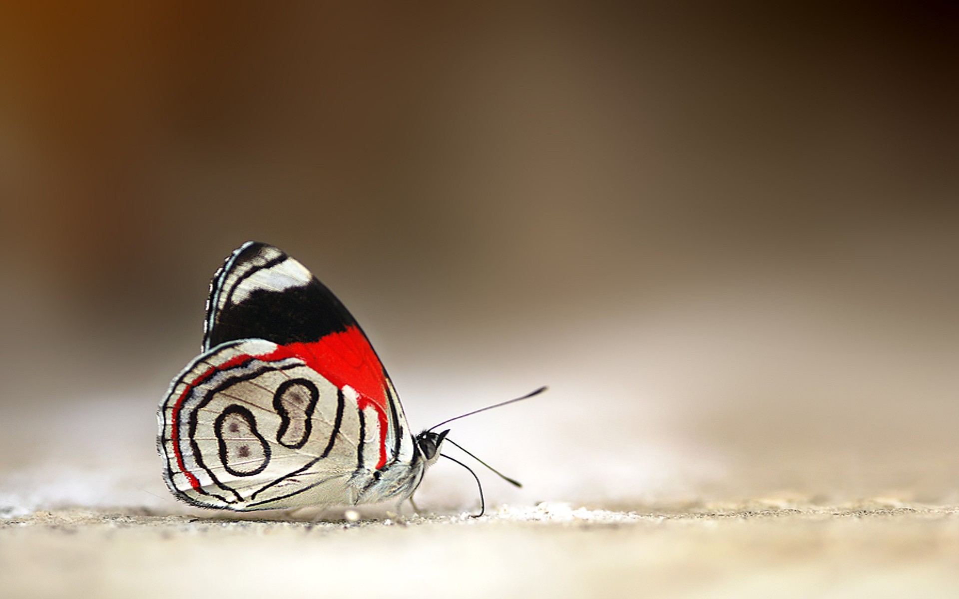 Red And White Butterfly Wallpaper