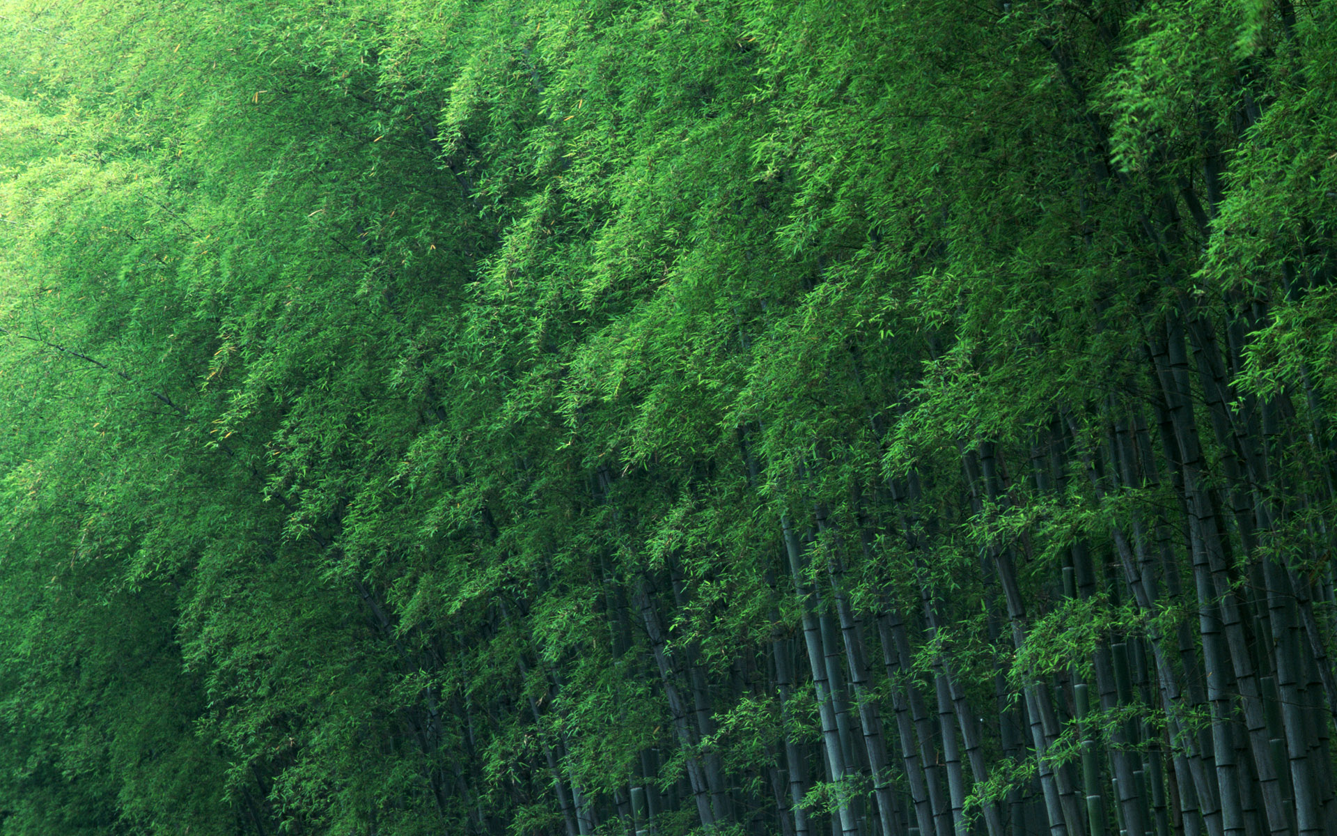 Amazing Bamboo Wallpaper Hq