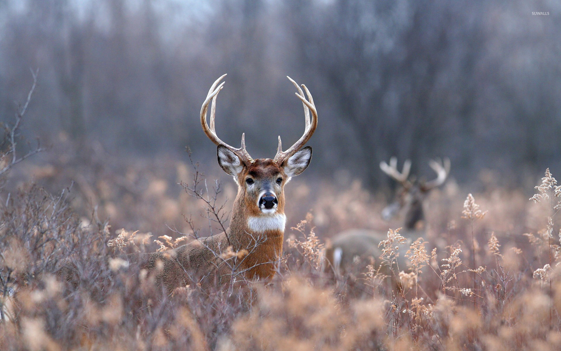 Funny Deer Hunting Background Wallpaper