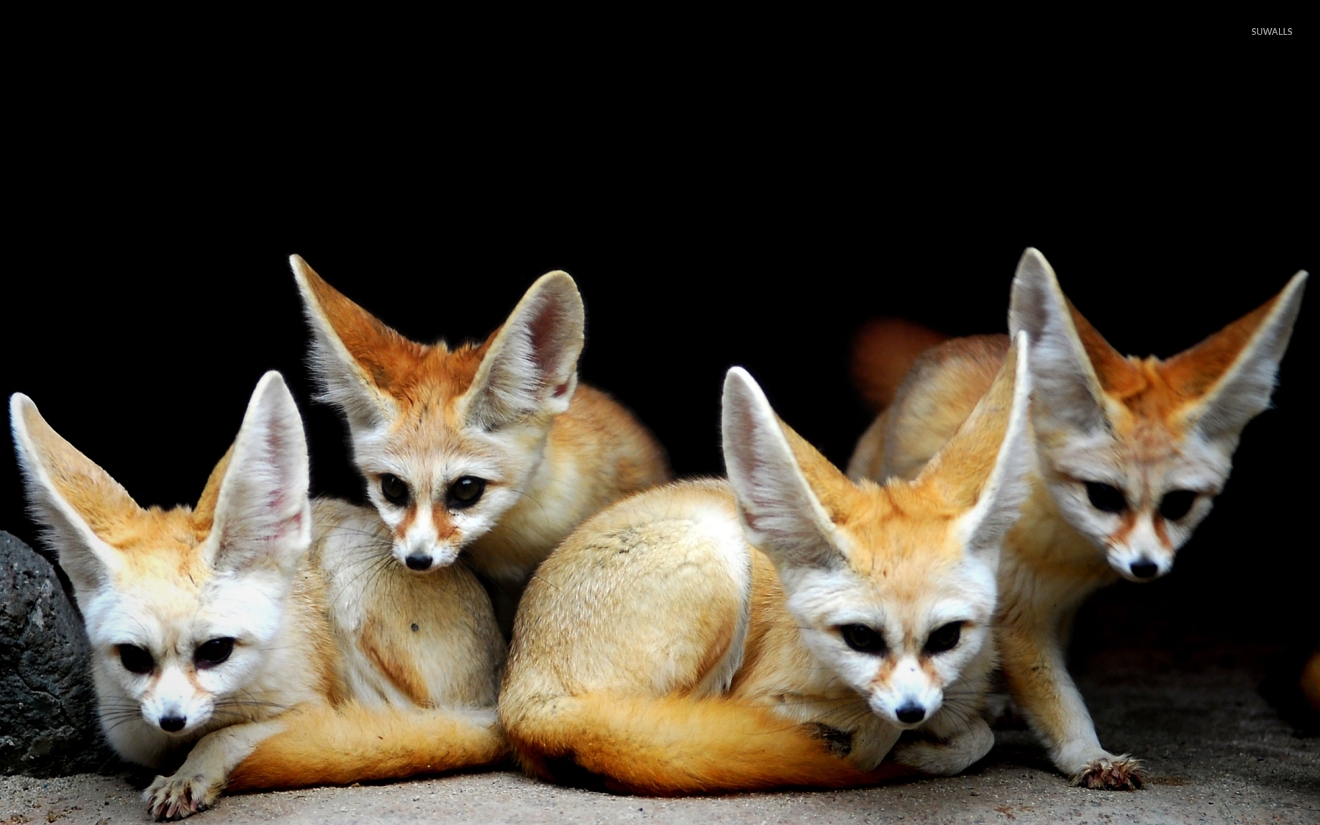 Fennec Fox Wallpaper And Background Image