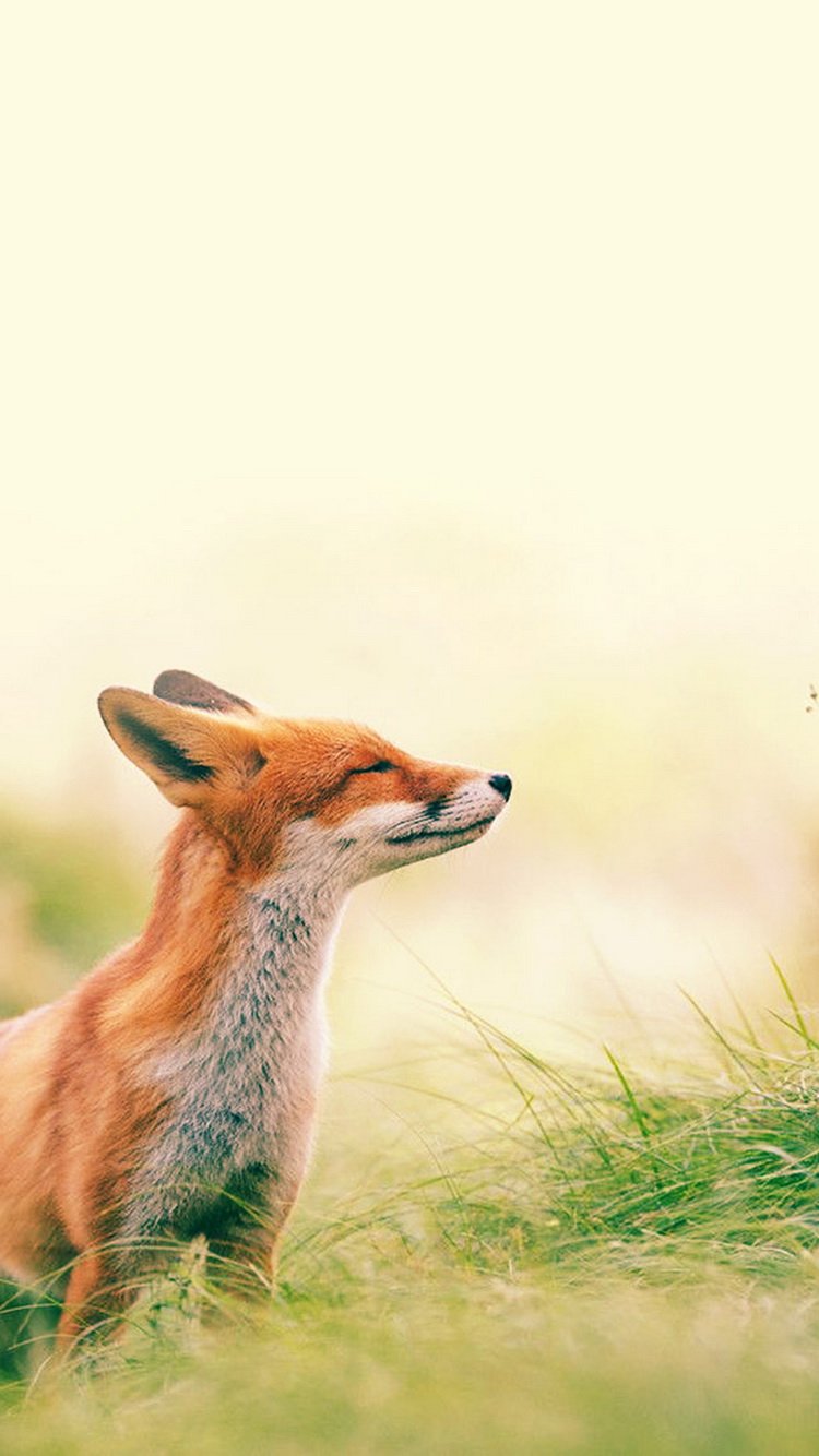 Cute Animals iPhone Wallpaper You Would Love To