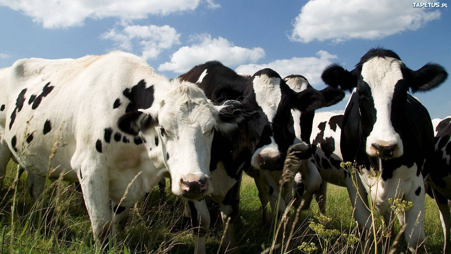 Farm Animal Wallpaper