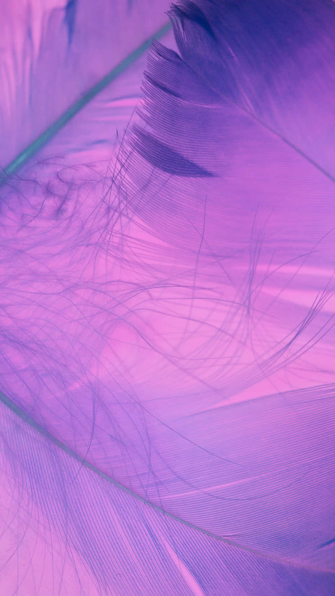 Lilac Color Wallpaper