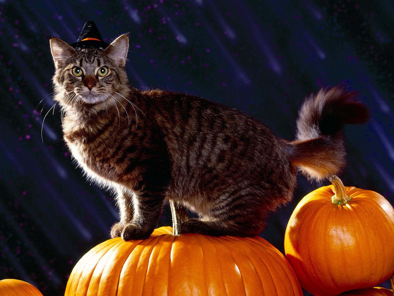 Funny Cats Halloween Party Pictures