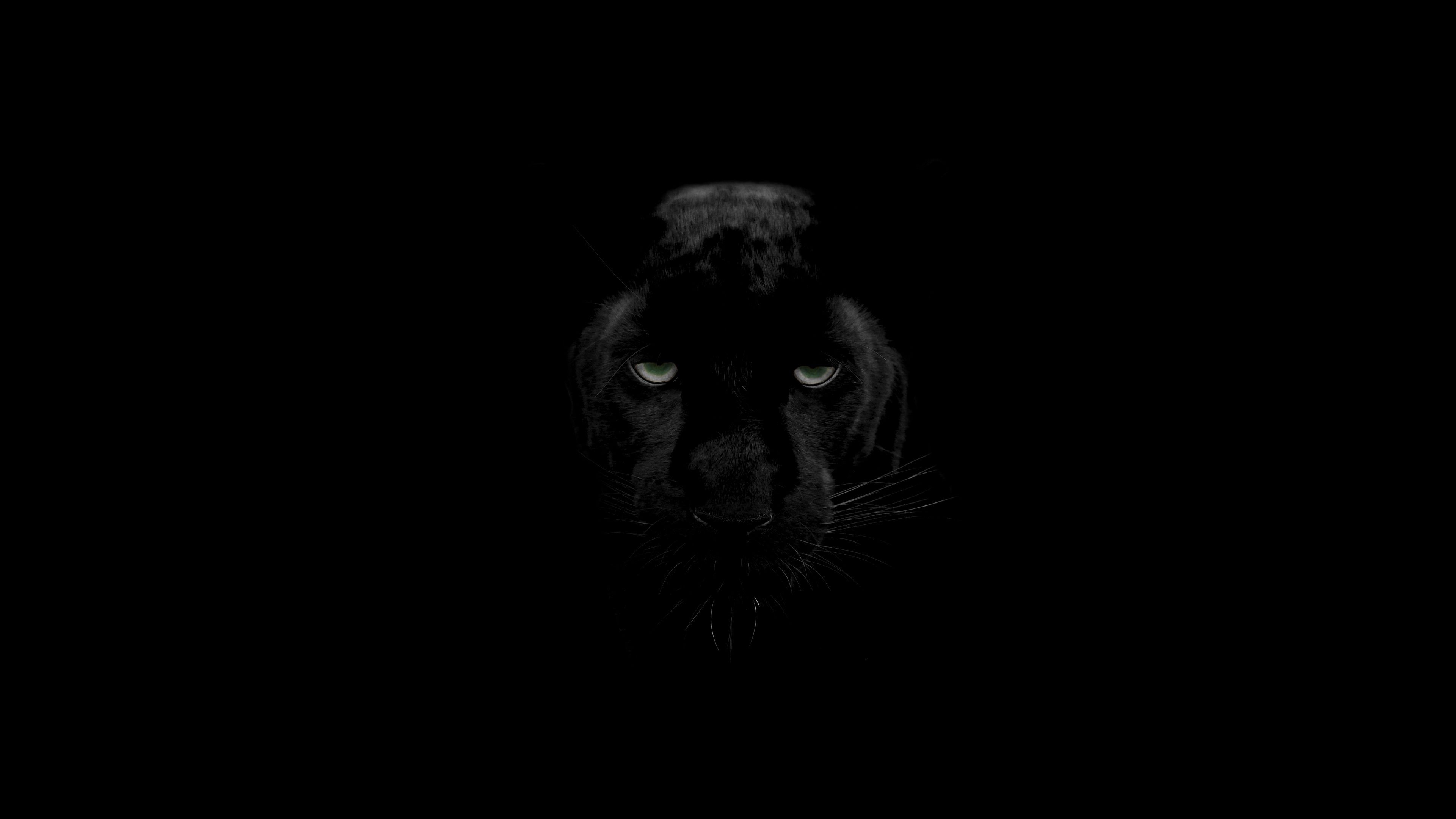 Black Panther 4K Black panther hd wallpaper Animal wallpaper