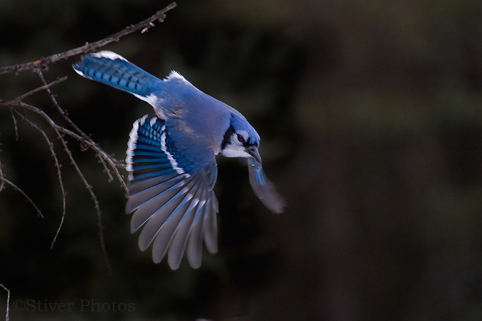 Happy Wallpaper Blue Jay Pictures