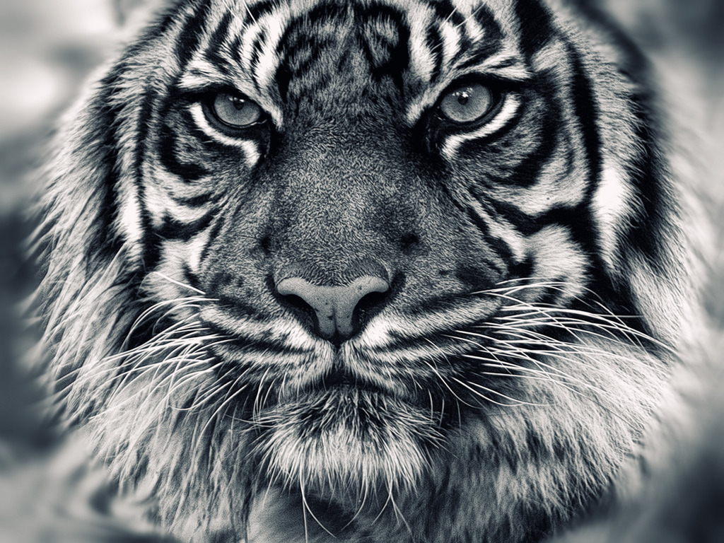 44+] Black and White Tiger Wallpaper - WallpaperSafari