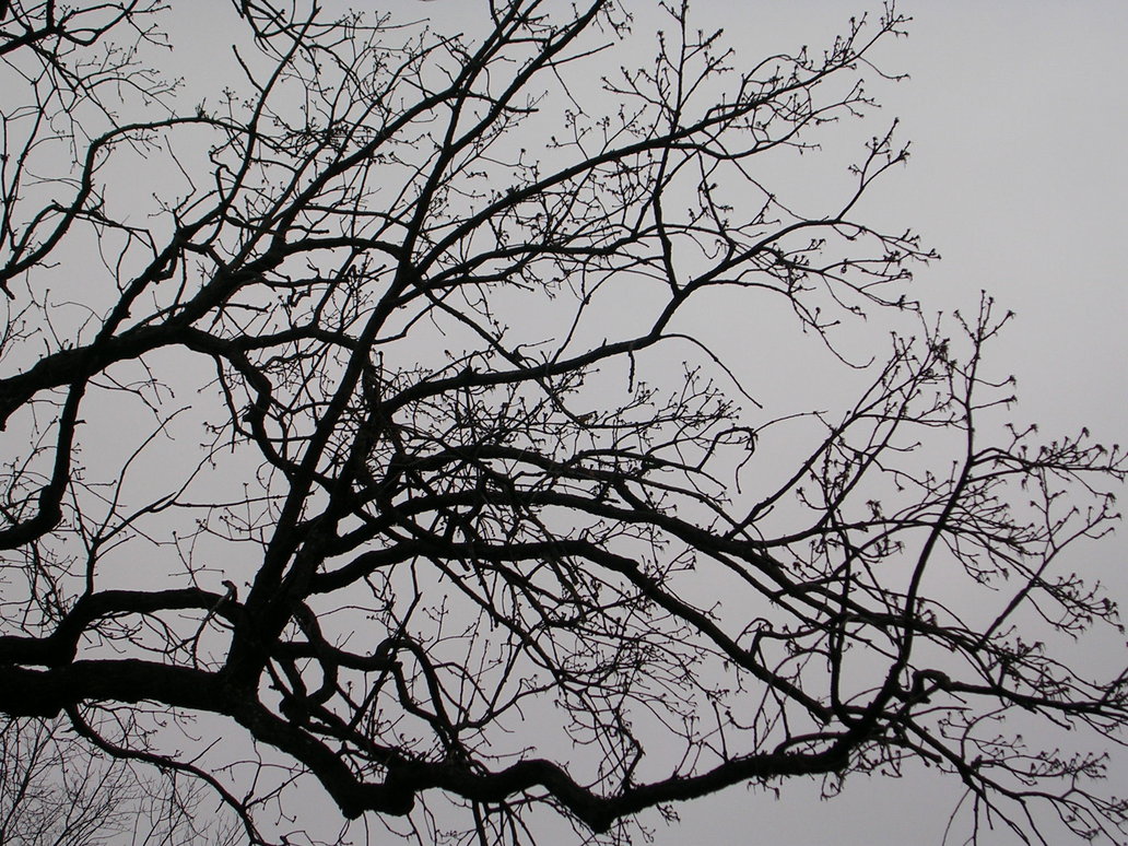 Branches Silhouette