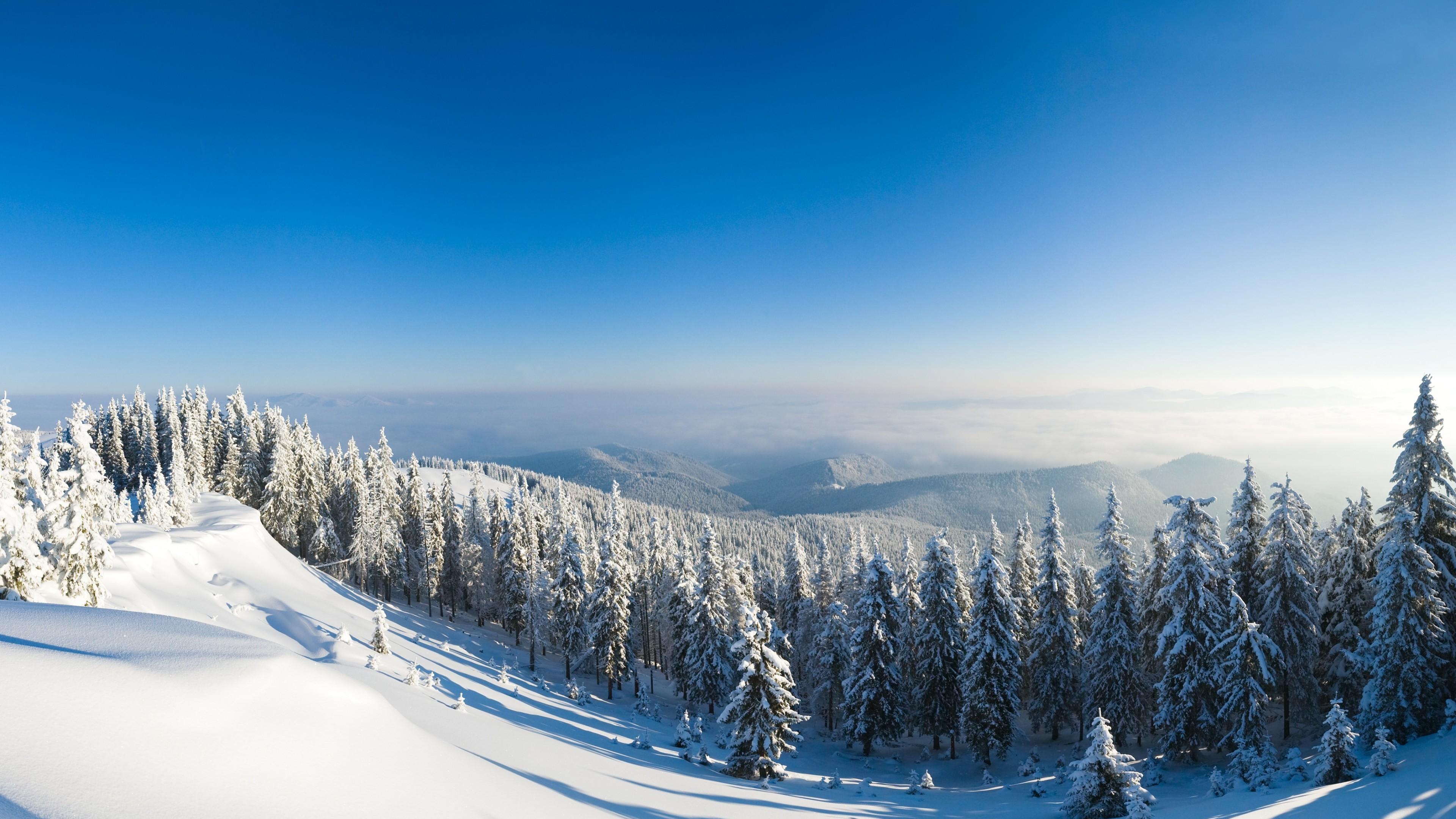 Wallpaper Winter Forest 5k 4k Mountain Sun Snow