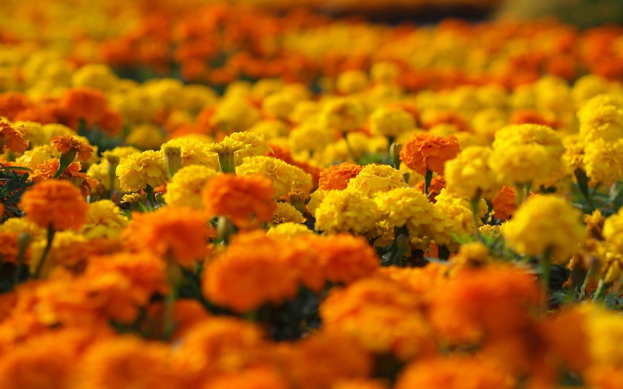 Free download Marigold Flowers 29887 1280x800px [1280x800] for your  Desktop, Mobile & Tablet | Explore 40+ Marigold Background |