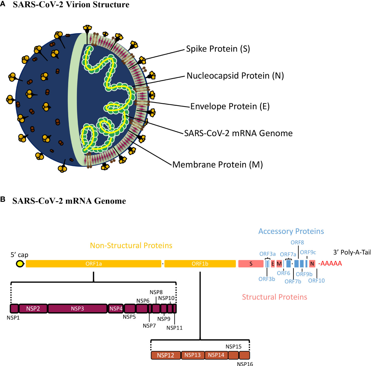 Coronavirus Wallpaper