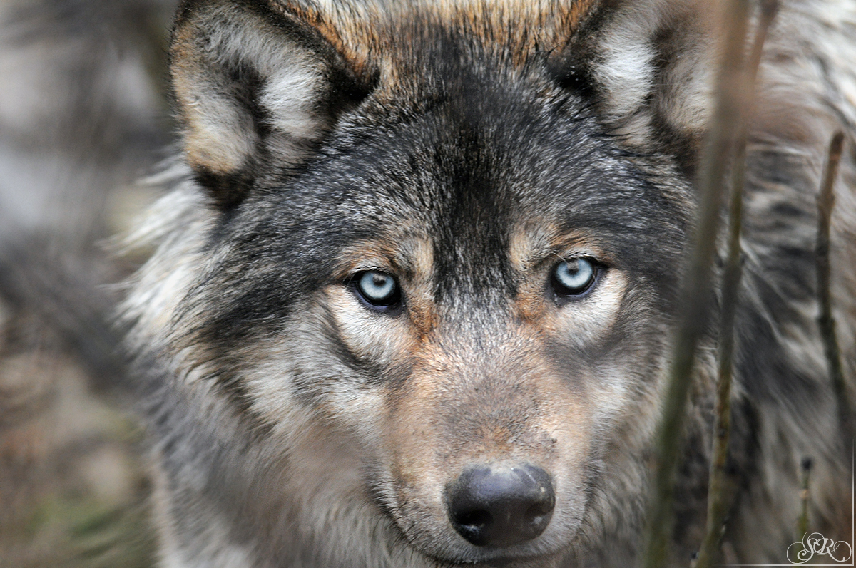 Timber Wolf At Wildpark Bad Mergentheim