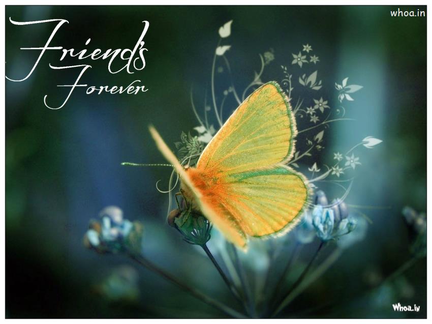 Friends Forever Butterfly Wallpaper