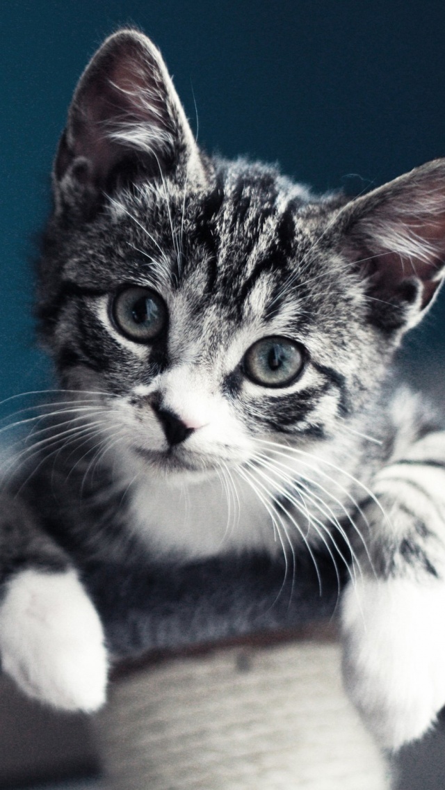 Cute Gray Kitten Portrait iPhone Wallpaper Ipod HD