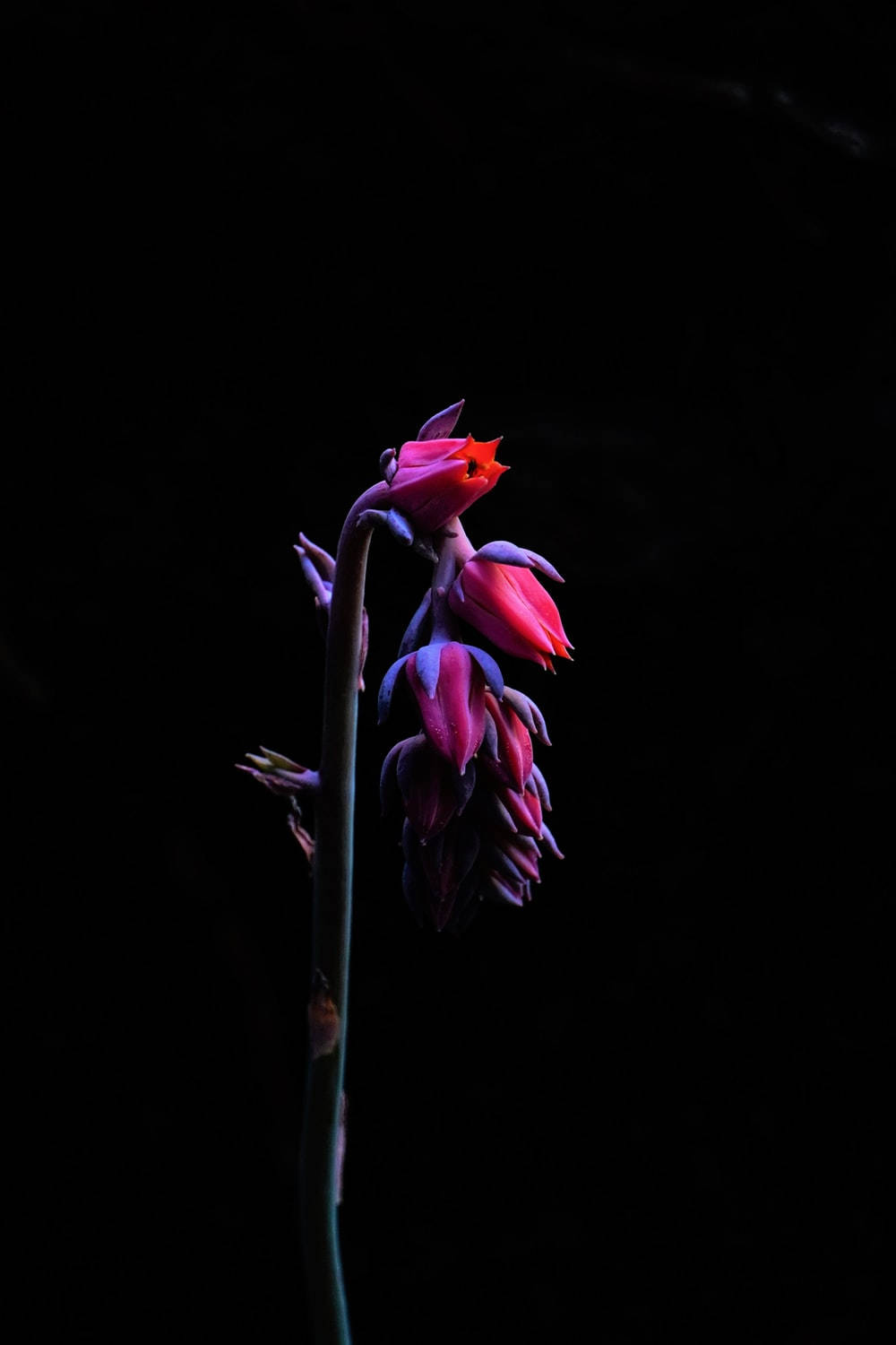 Dark Floral Wallpaper