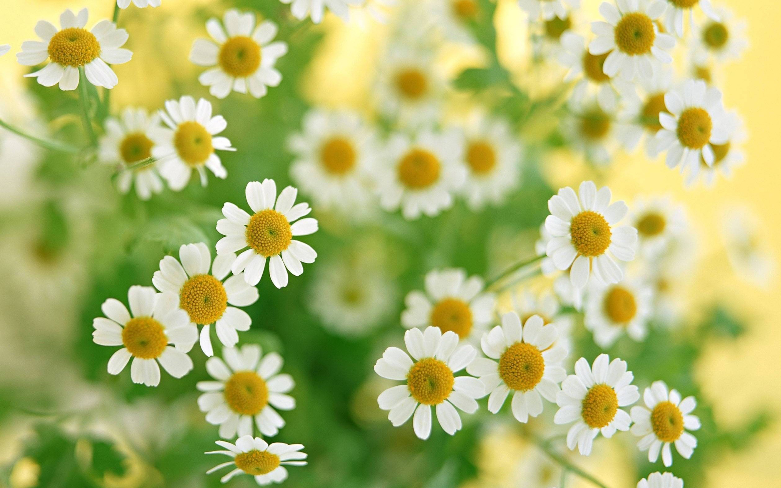 White Flowers Wallpaper