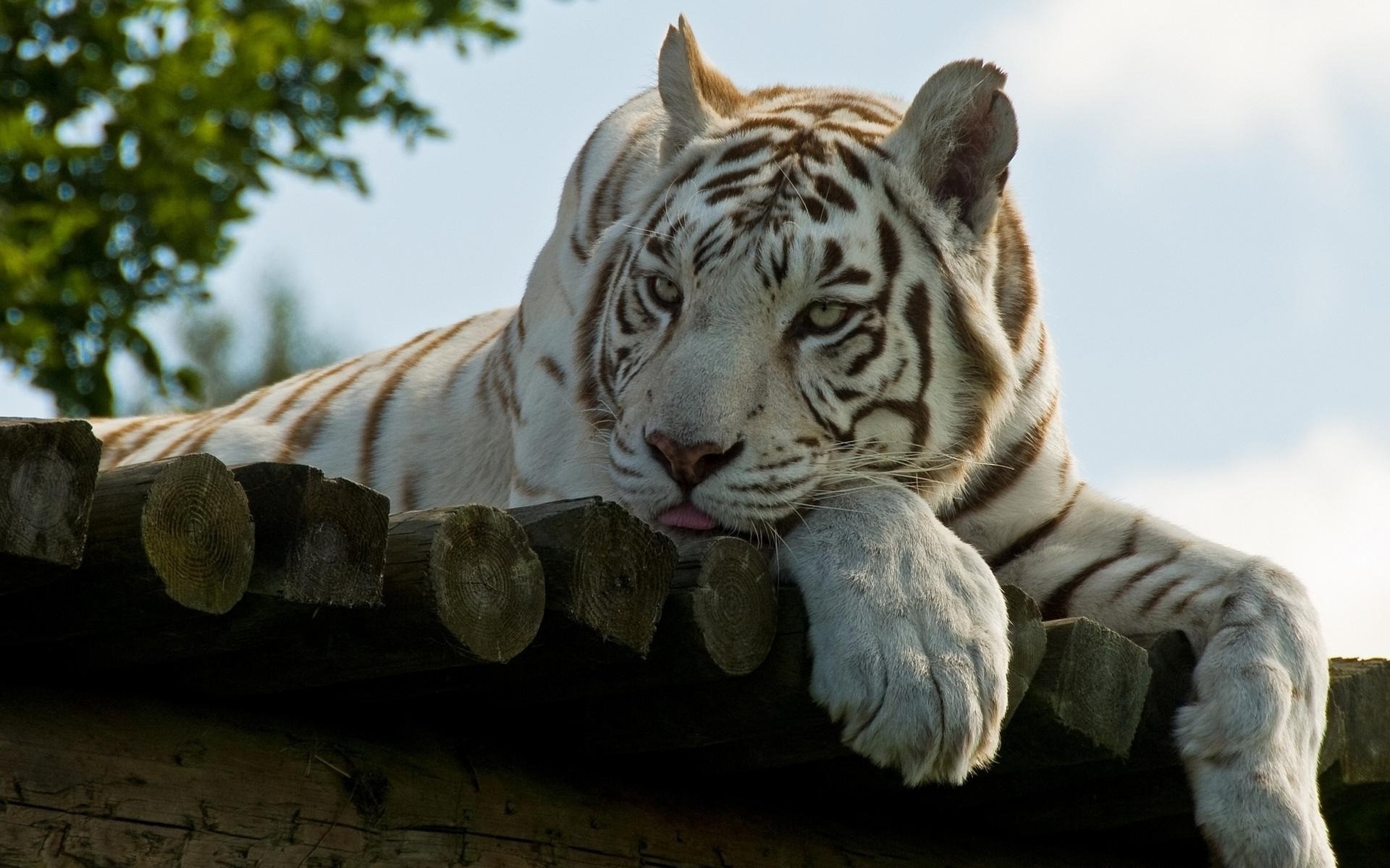 Handsome White Tiger Wallpaper HD Desktop And Mobile