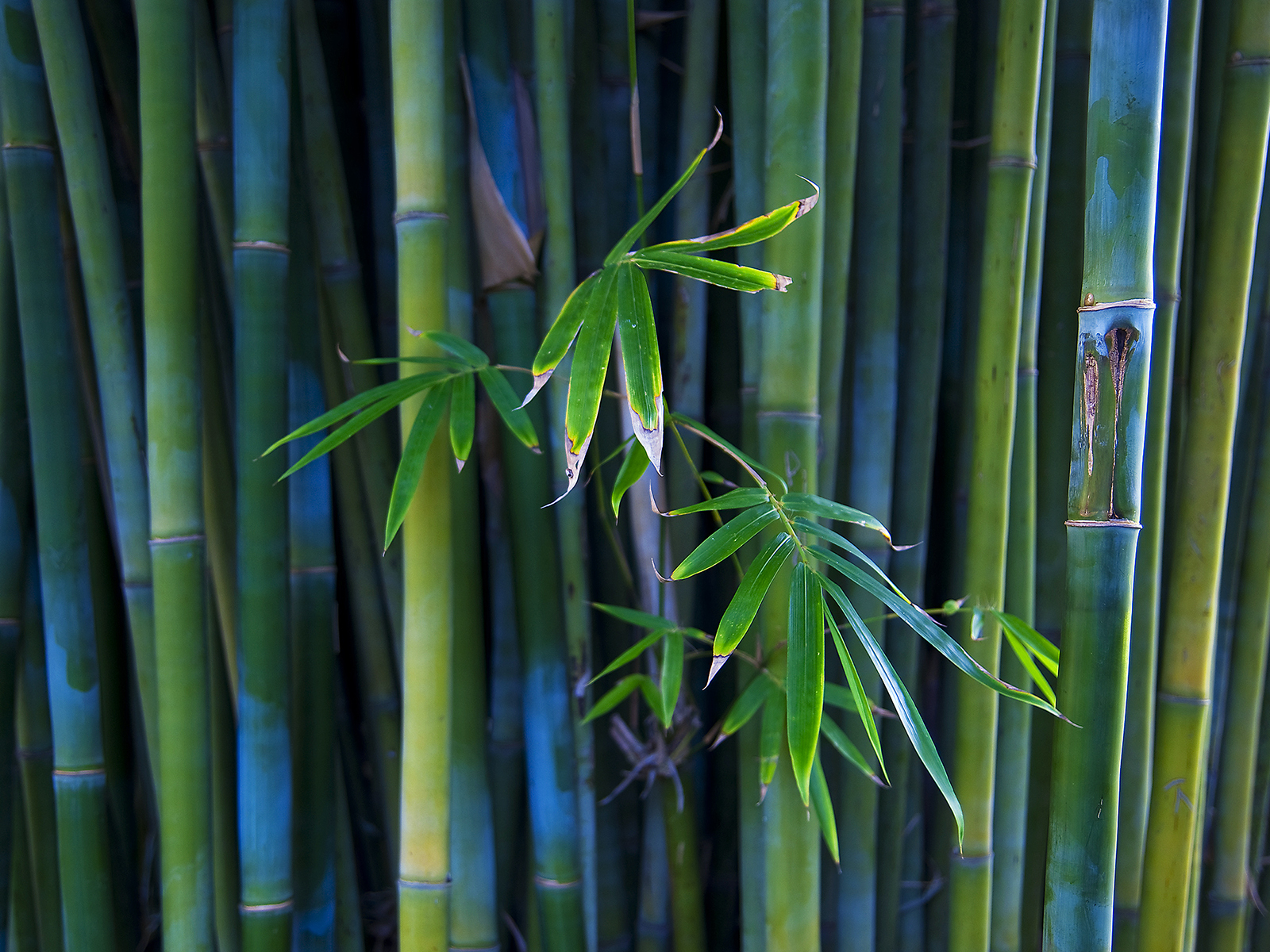 Bamboo Forest Wallpaper Myspace Background