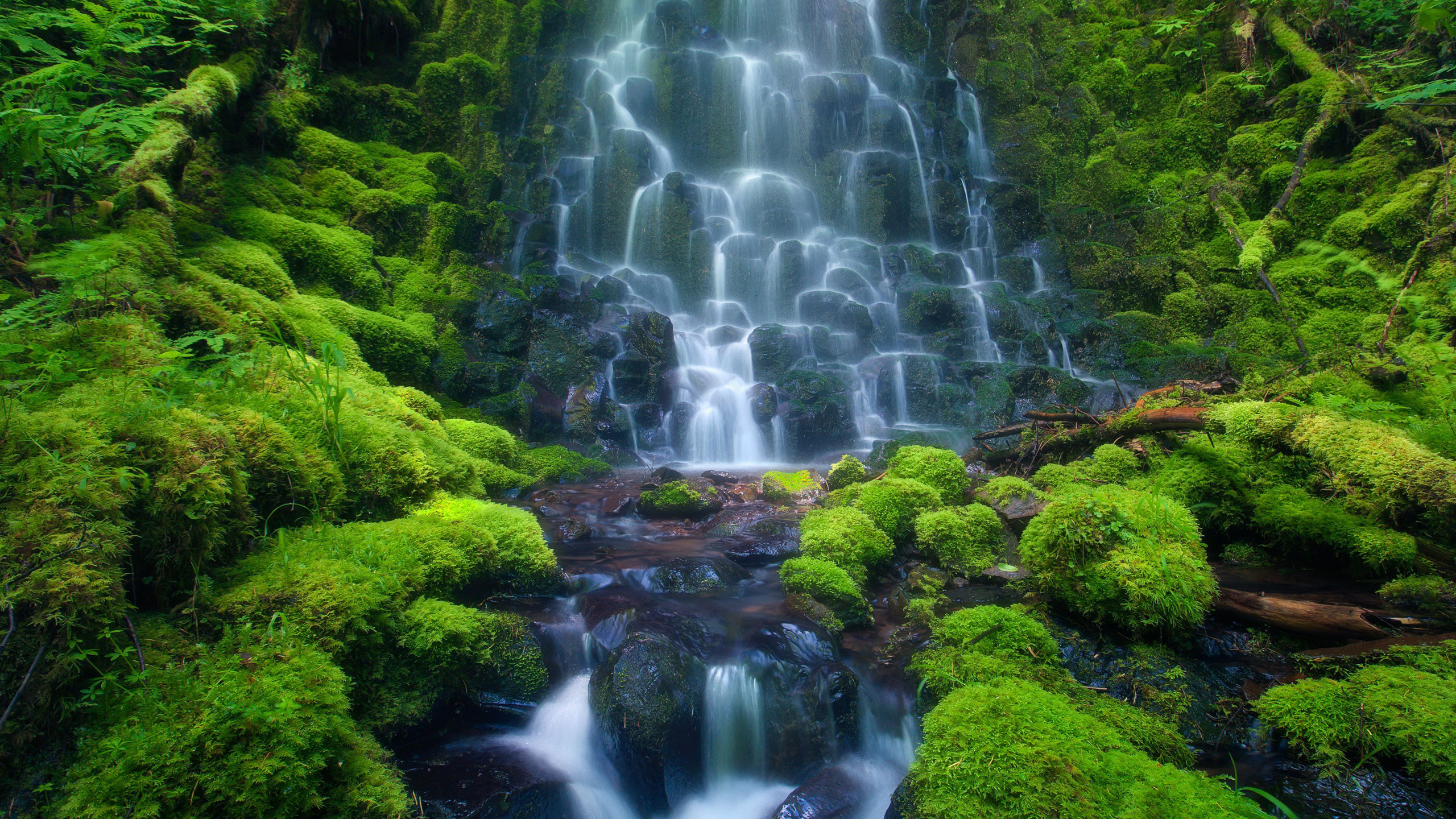 Rainforest Background Wallpaper