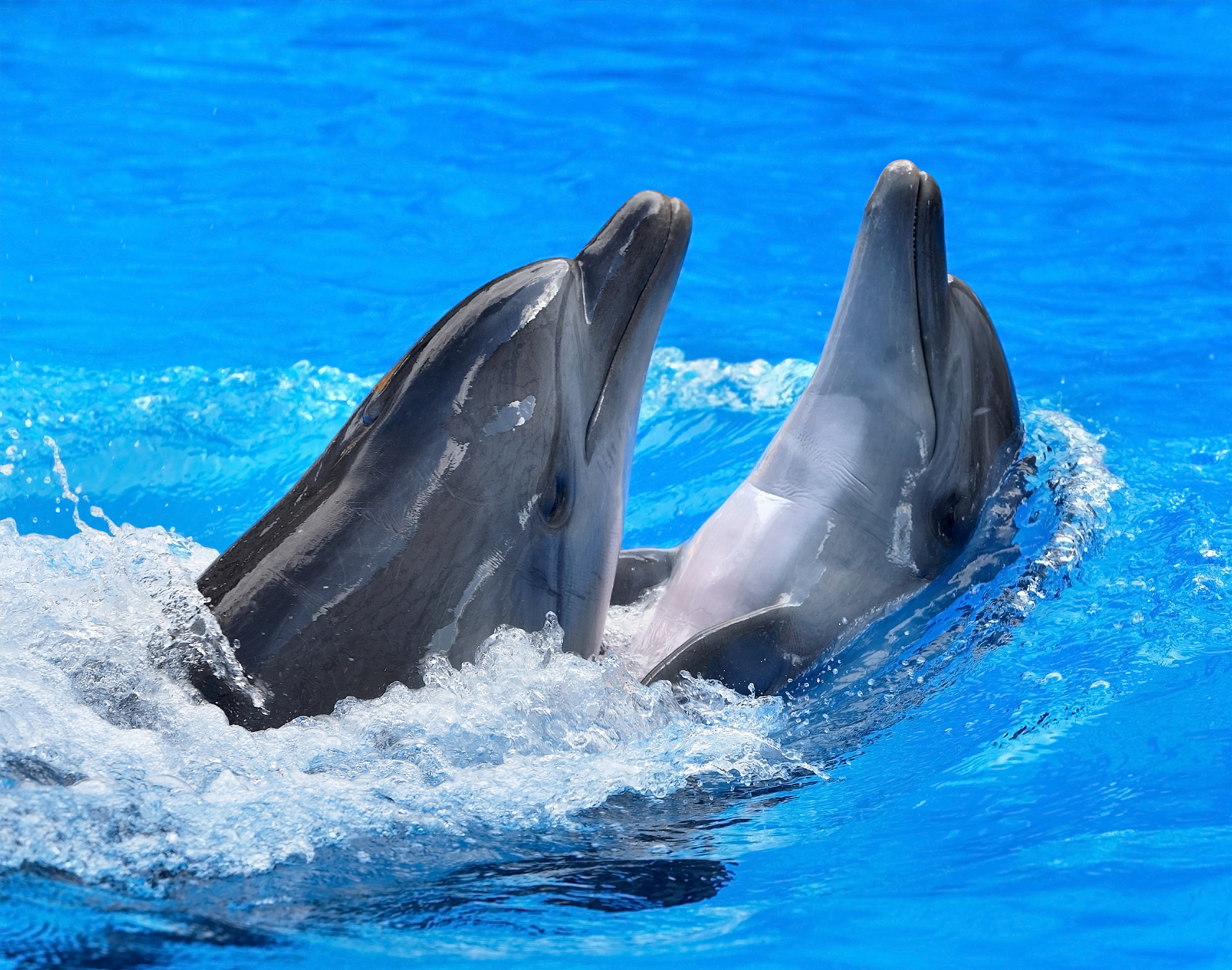 Dolphin HD Wallpaper Background Image