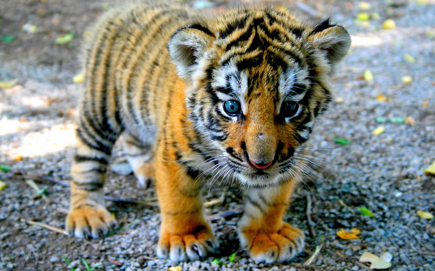 Cute Tiger Cub Desktop Pc And Mac Wallpaper