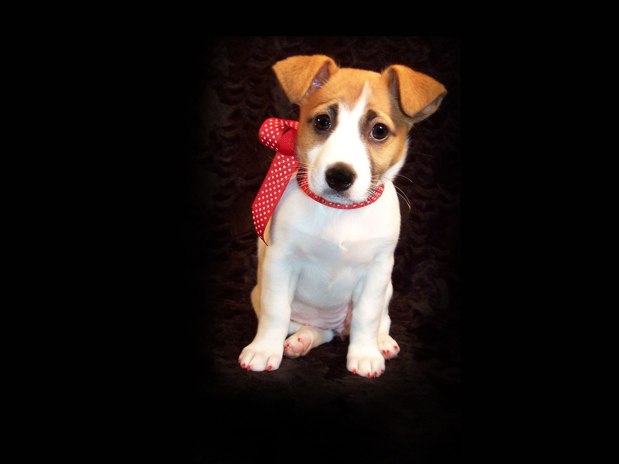 Jack Russell Terrier Wallpaper HD