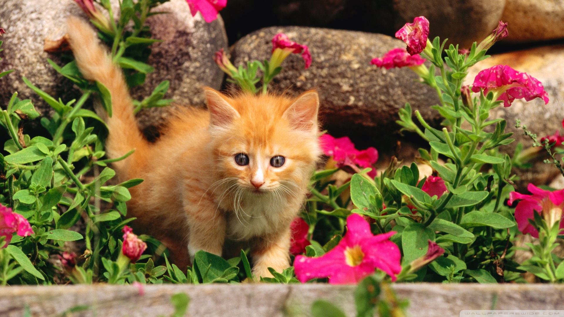 Spring Wallpaper For Cute Cats And Kittens Car Pictures