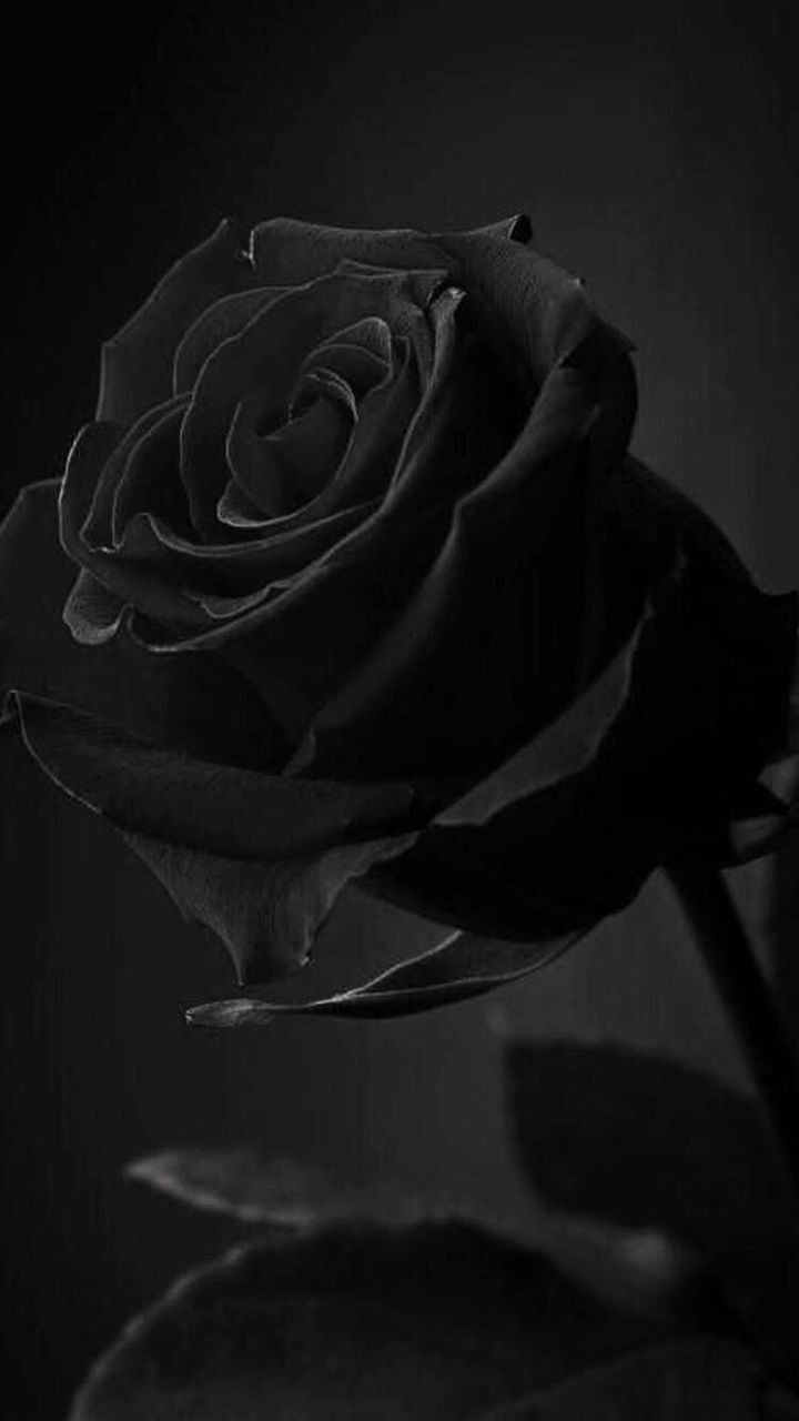 Drifter on Aesthetic roses Black roses wallpaper Black