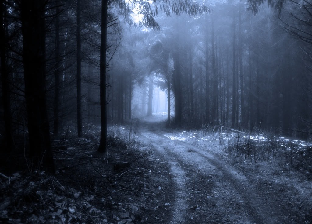 dark forest path background pnissila