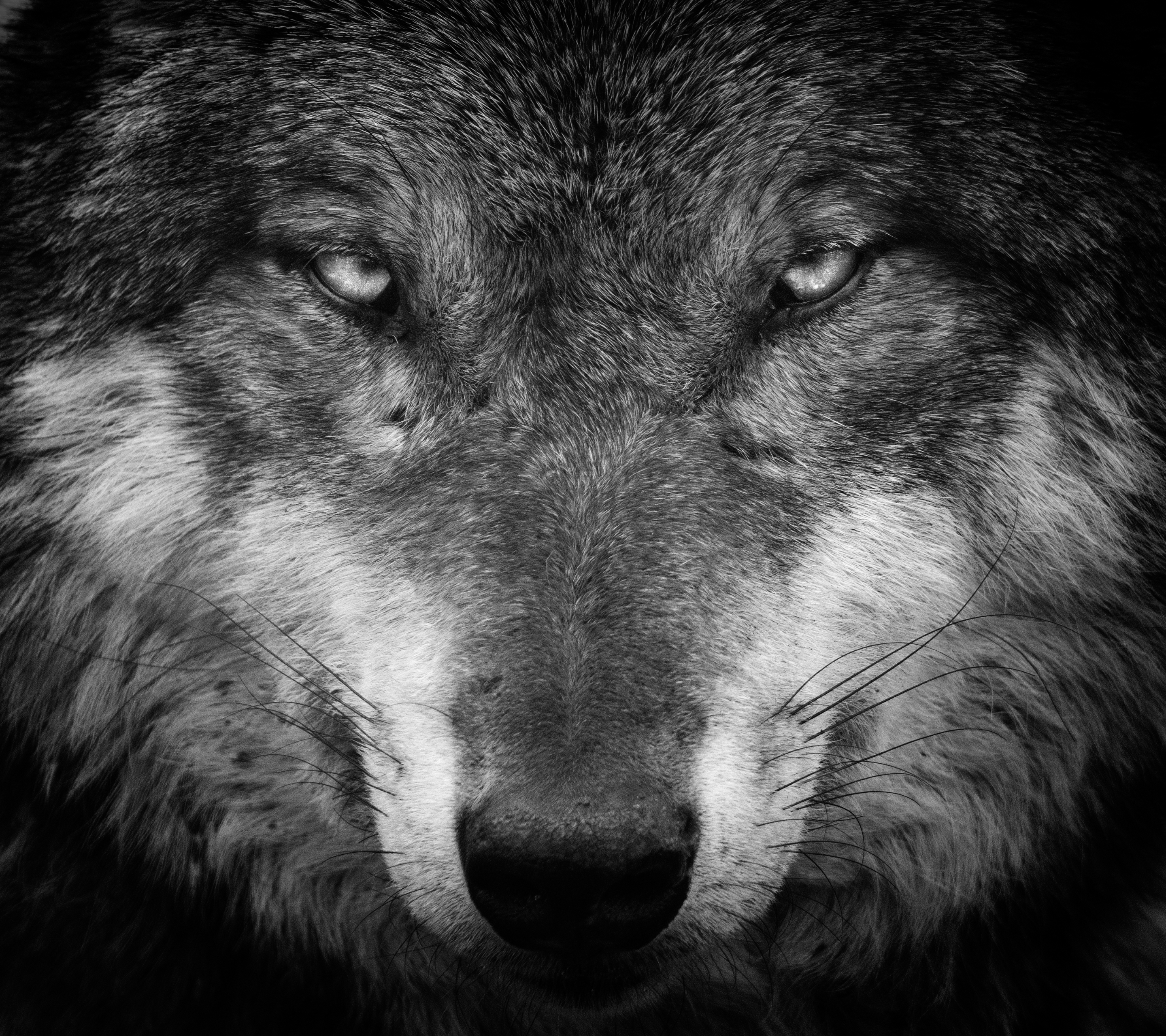 Photo Collection Pre Wallpaper Wolf Face
