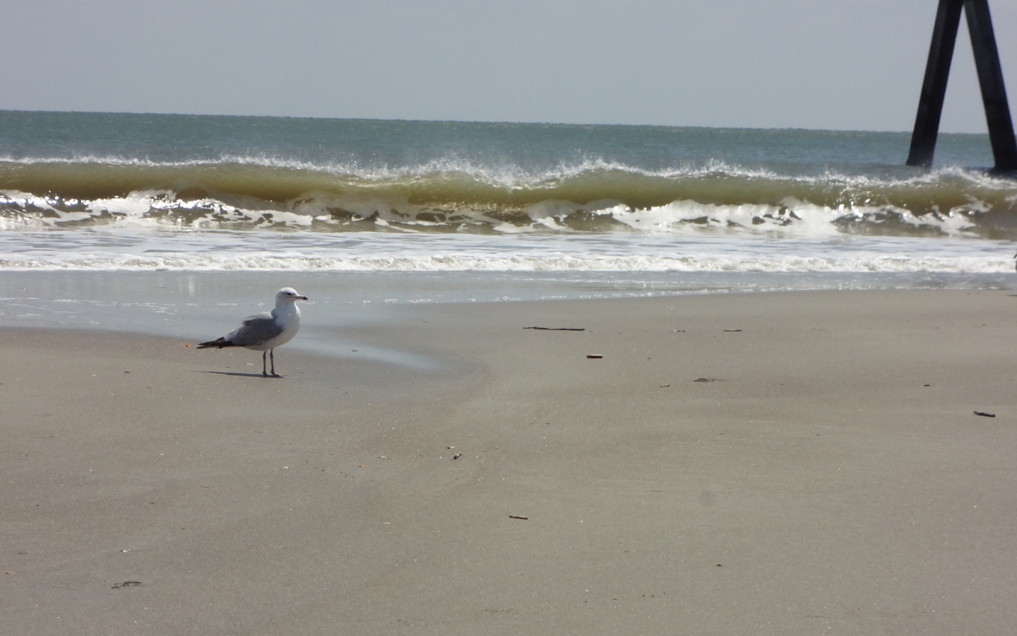 Tybee Island Image Crazy Gallery For