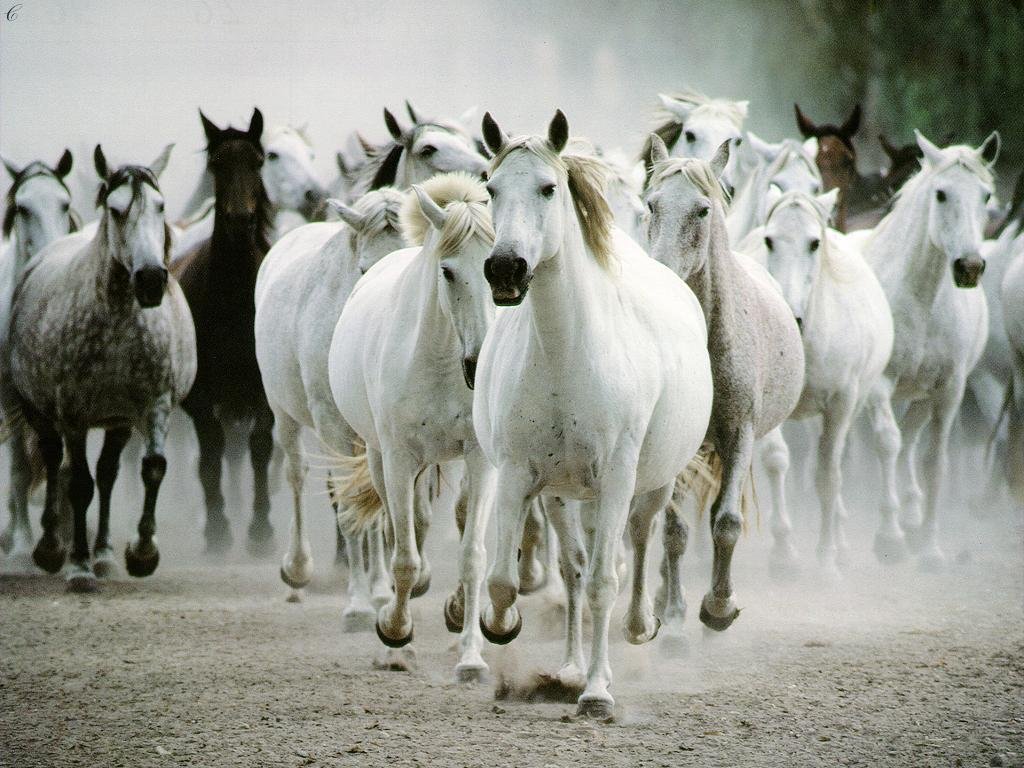 Running Horse Wallpaper White Horses For Desktop