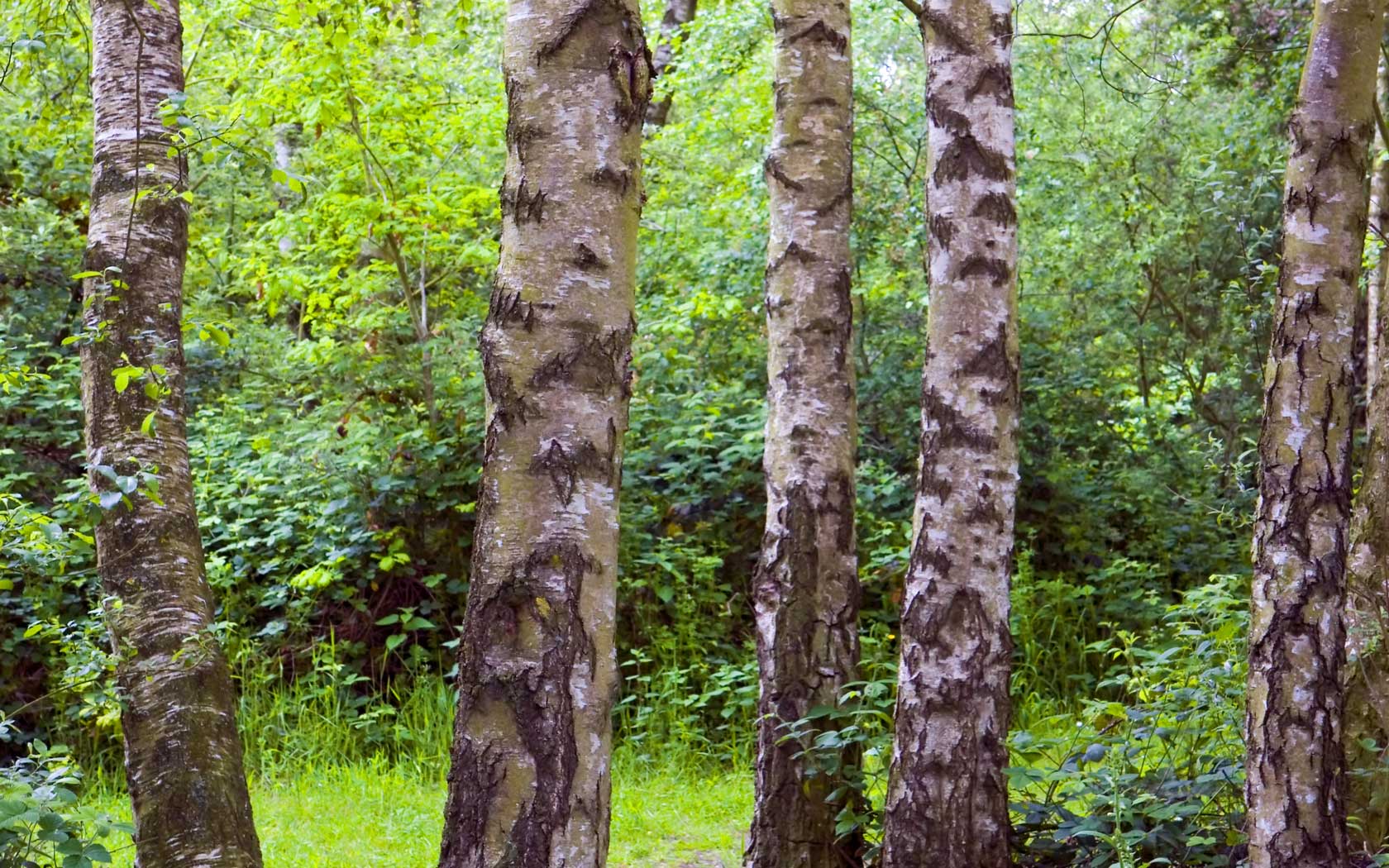Desktop Backgrounds of Silver Birch Trees