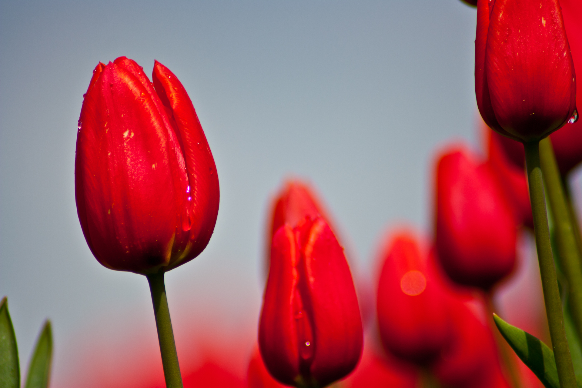Gallery For Gt Red Tulip Wallpaper