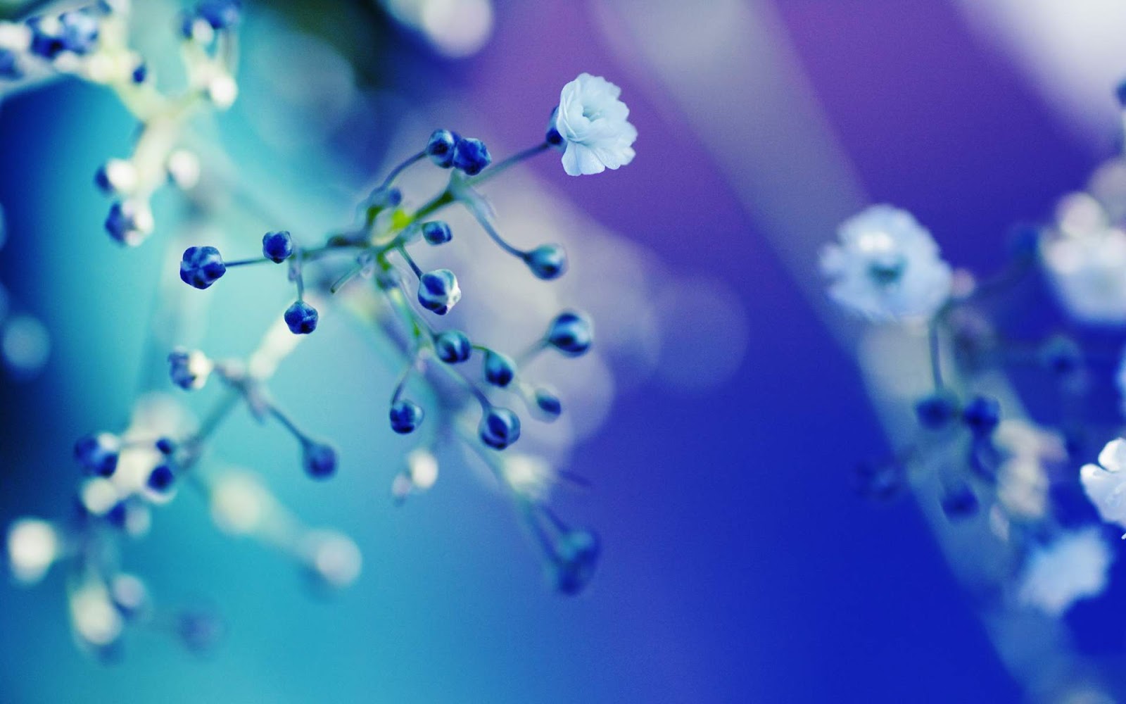 Blue Flowers Close Up Wallpaper Desktop
